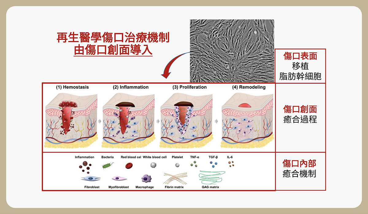https://sy-bac.demo1.app/wp-content/uploads/2026/05/02_regenerative-medicine_stemcell_feature_1.jpg