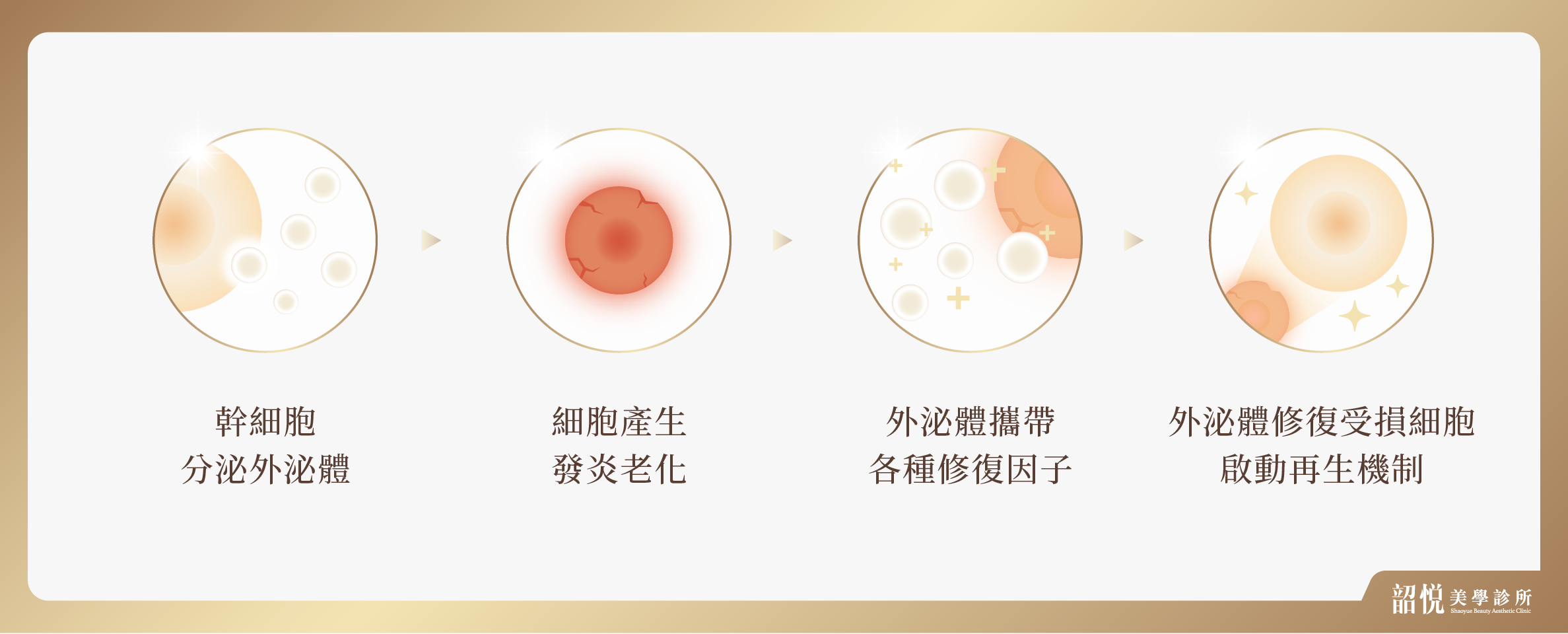 外泌體再生療程:從細胞修復,啟動肌膚自癒力